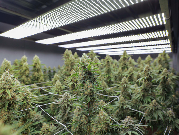 Grow Pod Solutions to Exhibit at NECANN New Jersey Cannabis Convention