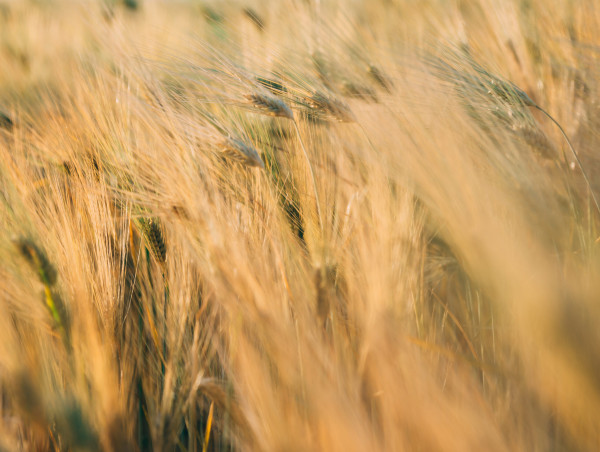  Egypt’s record wheat purchase fuels EU-Russia market competition 