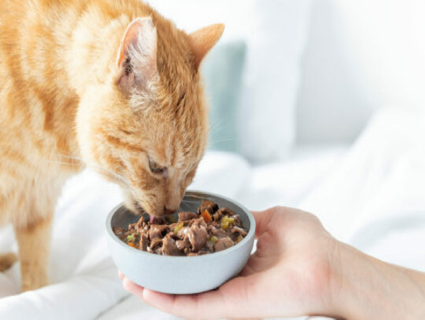 Wet Pet Food Market to Witness Stunning Growth | Beaphar, Blue Buffalo, WellPet