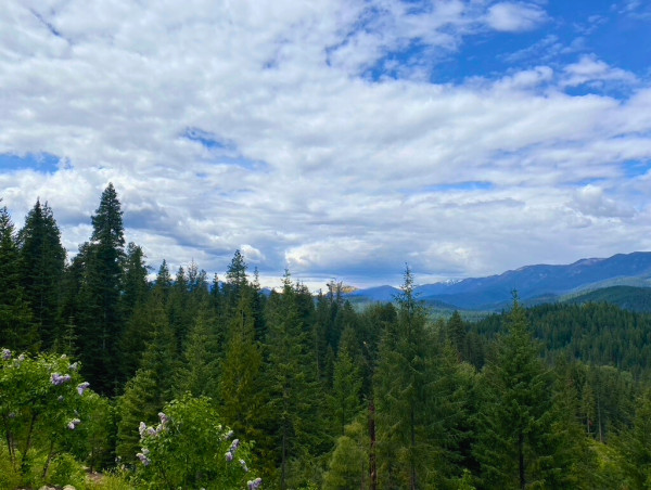 Innovative Conservation Finance Partnership Aims to Mitigate Wildfire Risk in Washington