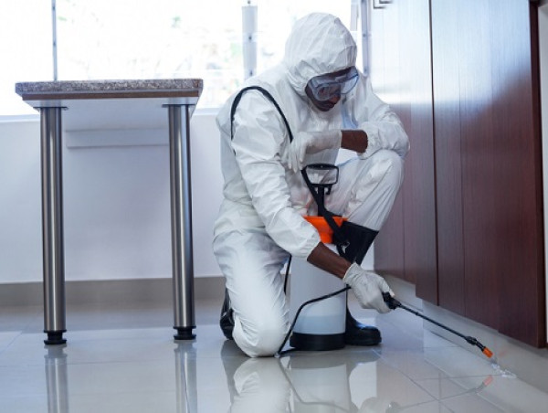  Pest Control Market Structure Understanding Key Players and Their Influence 