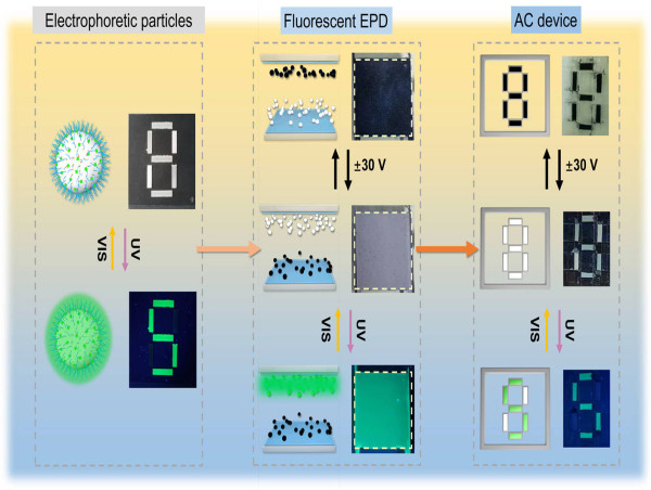  The dynamic anti-counterfeiting application based on fluorescent electrophoretic display 