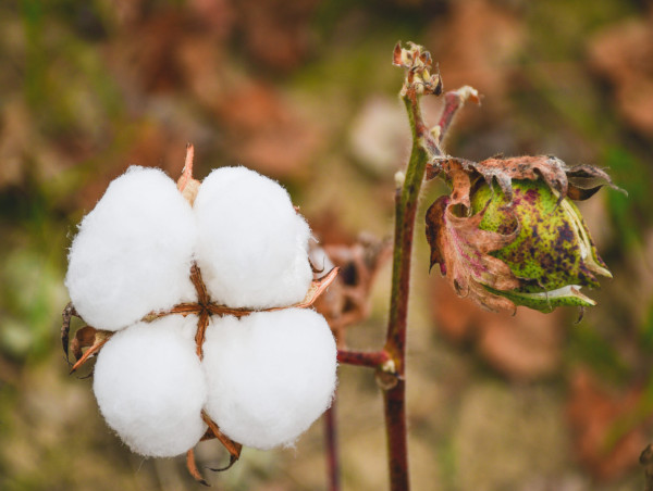  Cotton prices surge as speculative buying rises amid USDA cuts and hurricane risks 