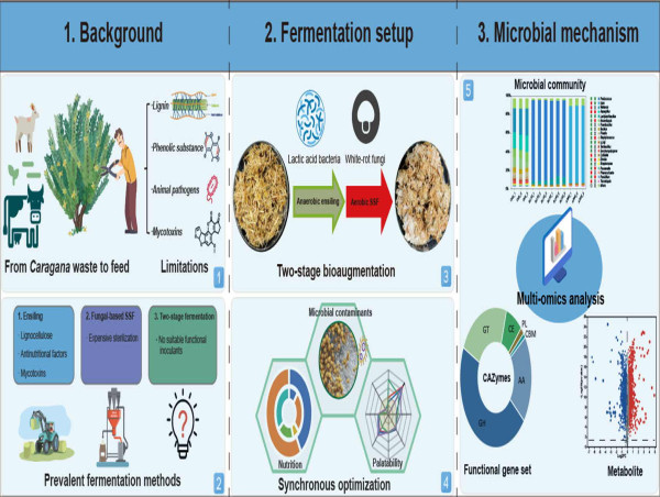 Valorization of the Caragana Waste via Two-Stage Bioaugmentation
