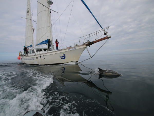  Record High For Minke Whale Sightings But Record Low For Basking Sharks, Research In Hebrides Finds 