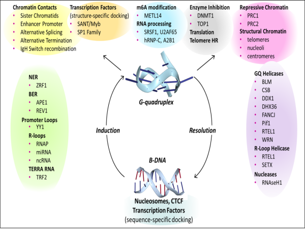 New Paper Reveals Radical Change in Our Understanding of DNA Structure and Function
