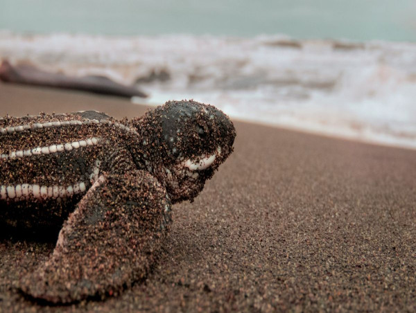 Namu Travel Group Releases Comprehensive Guide to Year-Round Wildlife Viewing in Central America