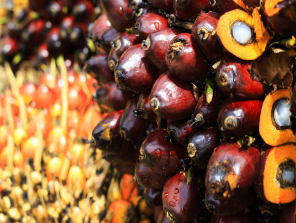  Palm oil no longer the world’s cheapest edible oil amid rising costs 