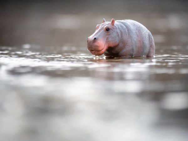  Moo Deng memecoin skyrockets to $100 million as hippo meme captures global attention 