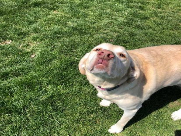 B&S Boarding and Grooming Kennels: Serving Avon’s Pet Care Needs Since 1974