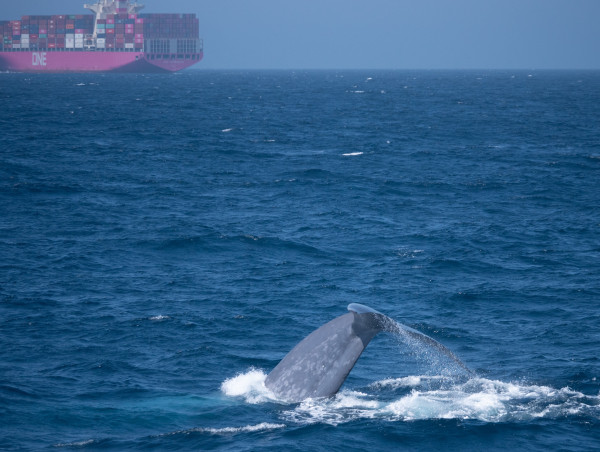 Record-breaking Mid-Season Results from Protecting Blue Whales and Blue Skies Program