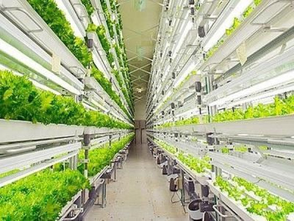Plant Factory Market Likely to Enjoy Massive Growth |BrightFarms, AeroFarms