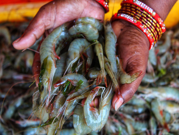  Pursuit of profits by big supermarkets pushing shrimp farmers into exploitation, research reveals 