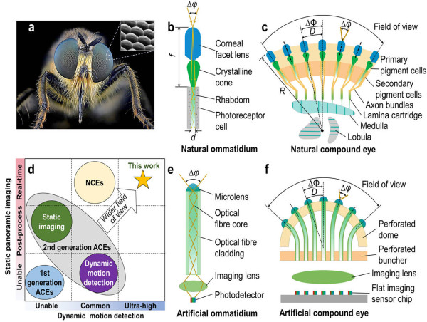  Optical Fibre based Artificial Compound Eyes for Ultrafast Static and Dynamic Perception 