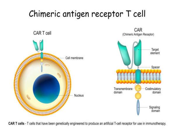  CAR T Cell Therapy Market Set to Witness Significant Growth by 2024-2031: Aurora Biopharma, Legend Biotech, Pfizer Inc 