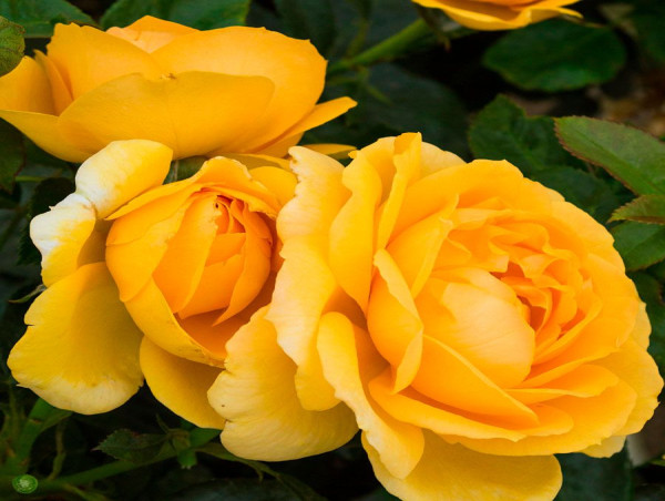  Jackson & Perkins Roses Recognized as American Garden Rose Selections™ Winners 