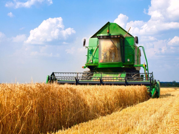  Consumers face high wheat prices as Russian supply shrinks, leaving limited options available 