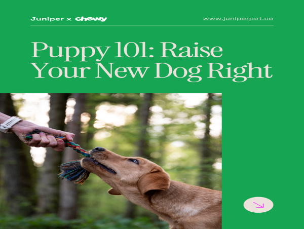 Juniper and Chewy Partner to Launch 'Puppy 101' Guide: The Ultimate Free Resource for New Dog Parents