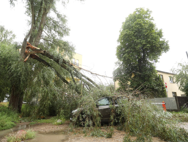  Dealing with Property Damage from Fallen Trees: Louisiana Legal Guide 