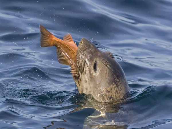  Genuswave Named Finalist For Prestigious Responsible Fisheries Innovation Award 