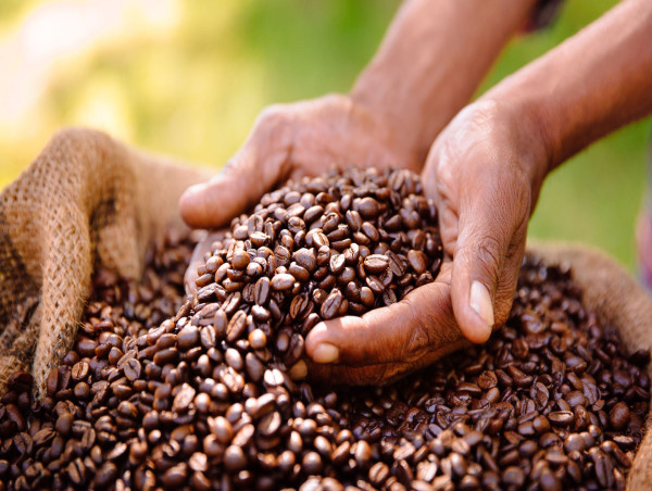  Coffee Market Insights: CAGR 4.72%, Trends, and Forecast (2024-2031) | The Kraft Heinz Company, Starbucks Coffee Company 