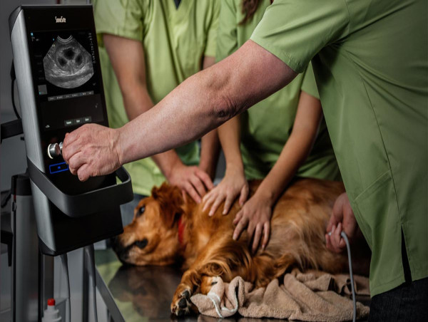 Animal/Veterinary Ultrasound Market Estimated Growth Trends, Size, Share And Analysis Report 2024-2032