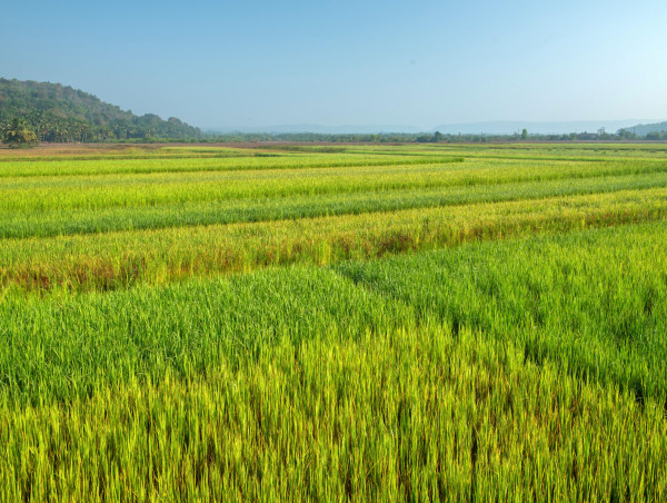  India’s rice export industry is booming, here’s why 