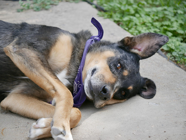  Sober Living House Adopts Senior Shelter Dog - Jeffrey 