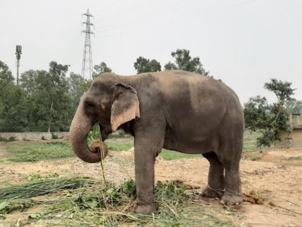  World Animal Protection Approaches Prime Minister to Prevent Elephant Transfer to Delhi from Assam 