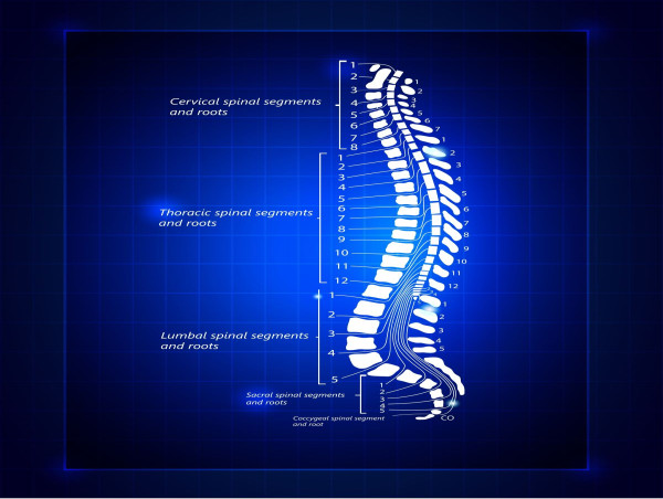  The Brookbush Institute Enhances Anatomy Education with an Update to 'The Spine and Trunk Muscles' 