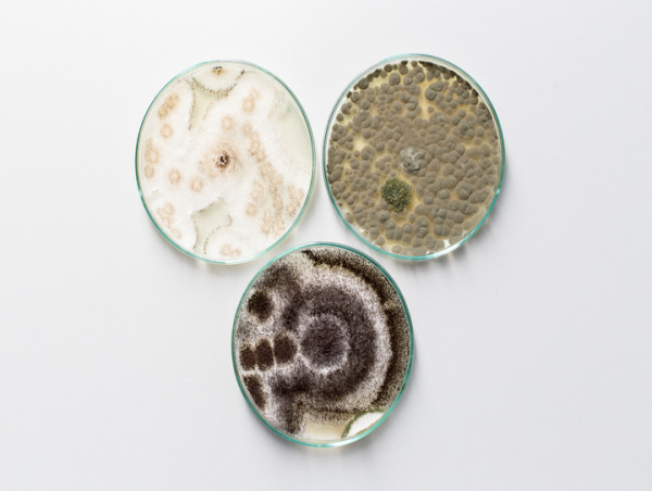 Agricultural Microbial Market Report 2024-2033: Recent Trends and Business Opportunities
