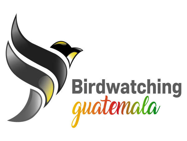  Guatemalan Flicker Recognized as a Distinct Species: New Conservation Focus for Central American Highlands 