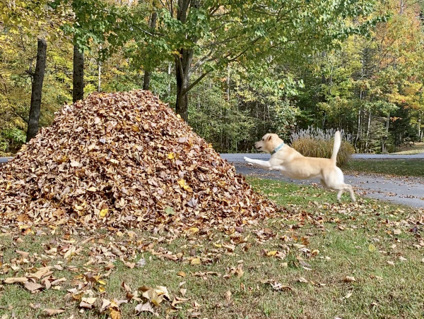  Wondercide Announces 2024 Reclaim the Leaf Pile Photo/Video Contest 