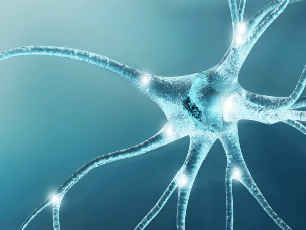  Nerve Repair and Regeneration Market Size, Trends, Outlook, Growth Demand, Insights, Overview 2024-2032 