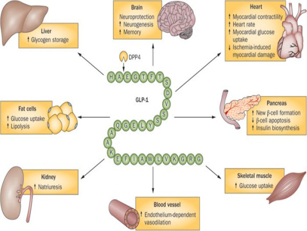 GLP-1 Receptor Agonist Market Set to Witness Astonishing Growth, 2024-2031: Taro Pharmaceutical Industries, Novan Inc.
