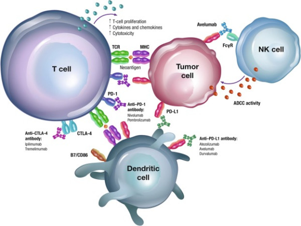 Checkpoint Inhibitor Refractory Cancer Market: Challenges and Innovations | Regeneron Pharmaceuticals