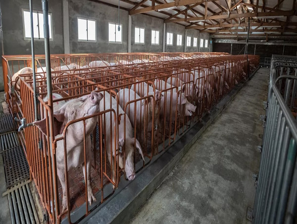  Animal Groups File Brief Urging Court to Uphold Question 3, Reject Pork Industry's Bid to Erode Anti-Confinement Vote 