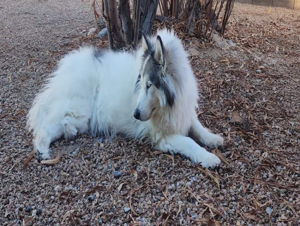  Raymond Palmer Enhances Shelter, K9 Training, Zoo, and Wildlife Sanctuary Environments Through Donations of Bone Pools 