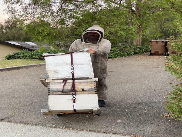 O.C. Bee Guy Expands Services to Meet Growing Demand for Emergency Bee Removal on Commercial Properties
