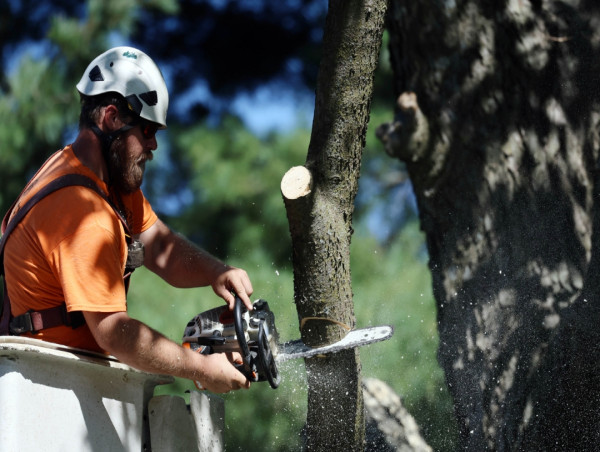  Williams Tree Company Undergoes Electrical Hazard Awareness Training to Enhance Safety and Preparedness 