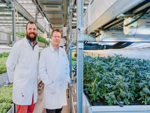 Tiny tomato plants could be breakthrough crop for precision breeding and vertical farming