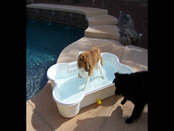 One Dog One Bone Dog Pools: Setting the Standard for Quality and Sustainability in Pet Products