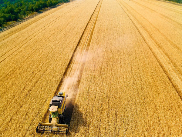 Ukrainian wheat floods EU market, keeping prices down: what’s next?