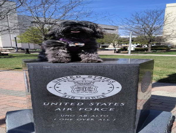  Feeding Pets of the Homeless Honors Veterans Experiencing Homelessness and Their Loyal Pets this Veterans Day 