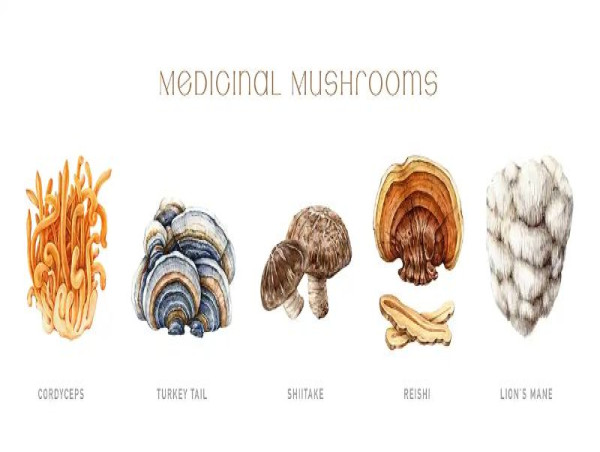  Medicinal Mushroom Market Set to Witness Significant Growth by 2024-2031: MycoMedicinals, Oriveda, Aloha Medicinals 