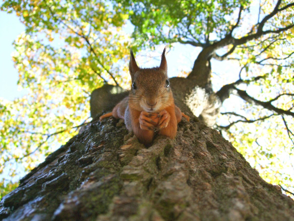  Copyright battle flares as Peanut the Squirrel gets meme coin rival 