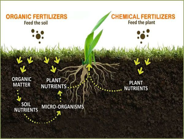  Organic Fertilizers Market Performance and Strategic Forecast Insights 2024 - 2032 