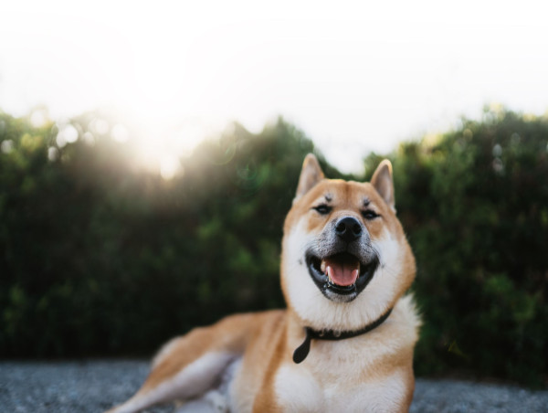  Shiba Inu price analysis: Here’s why SHIB is set to explode higher 