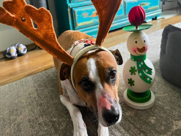  Red-Nosed Pup - Rescue Dog’s Nose Turns Bright Red, Resembling Santa's Reindeer 