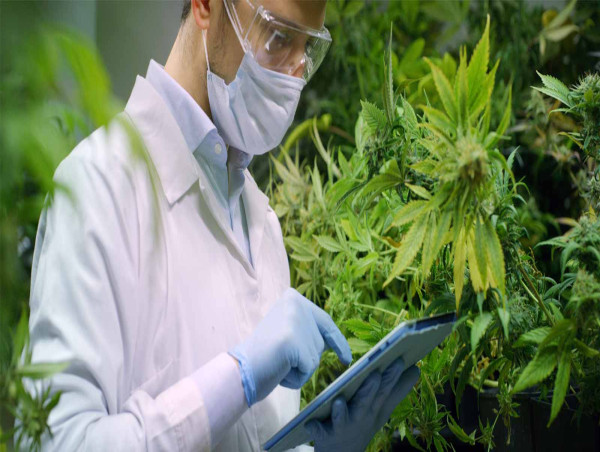  Cannabis Testing Services Market is Expected to grow US$ 5.87 Billion by 2031 | Coherent Market Insights 